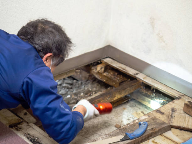 Mold Removal Process in Palermo, CA