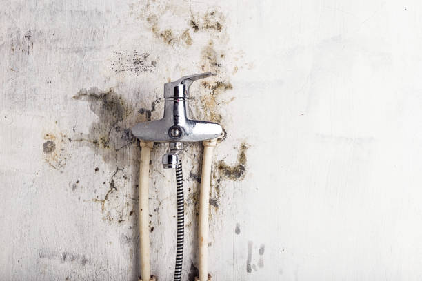 Best Residential Mold Removal  in Palermo, CA