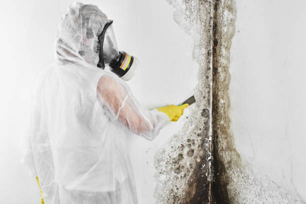 Best Toxic Mold Removal  in Palermo, CA