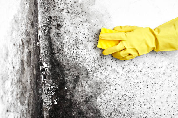 Best Office Mold Removal Services  in Palermo, CA