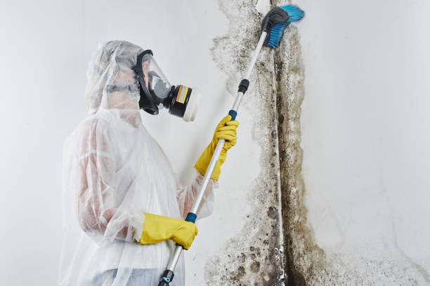 Best Mold Damage Repair  in Palermo, CA