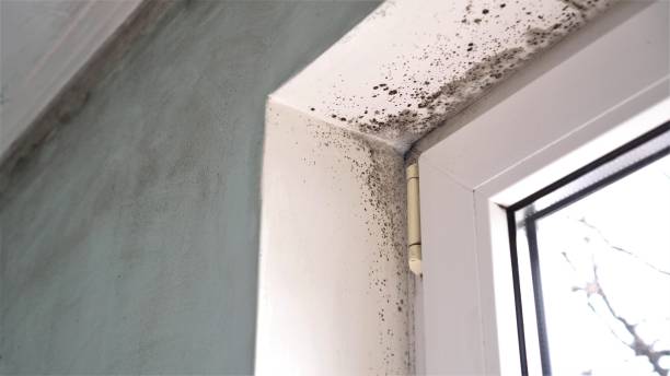 Best Affordable Mold Removal  in Palermo, CA