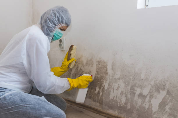 Best Residential Mold Removal  in Palermo, CA