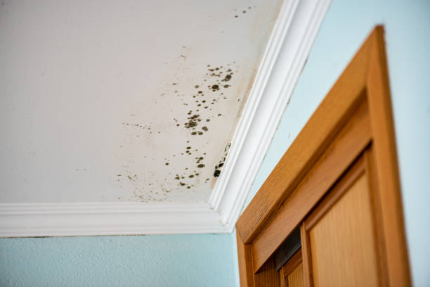 Best Office Mold Removal Services  in Palermo, CA