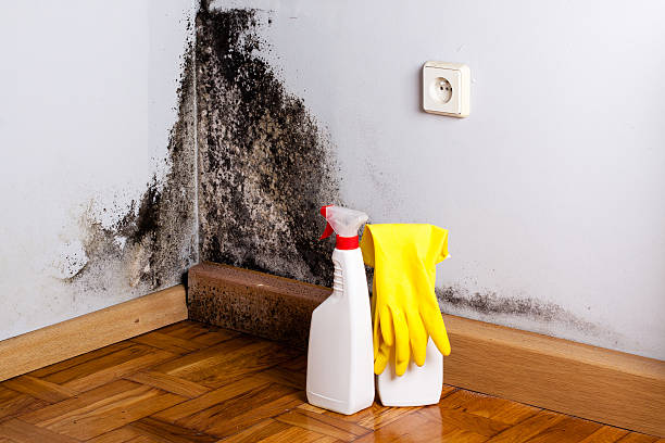 Best Mold Testing  in Palermo, CA