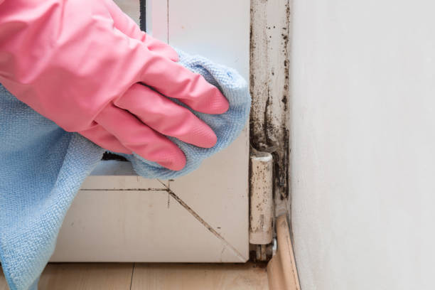 Palermo, CA Mold Removal Company