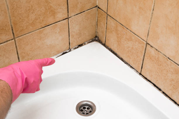 Best Local Mold Removal Service  in Palermo, CA